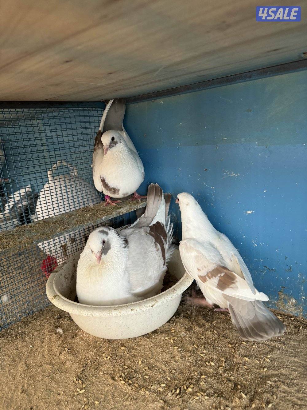 لاحم الوزان1