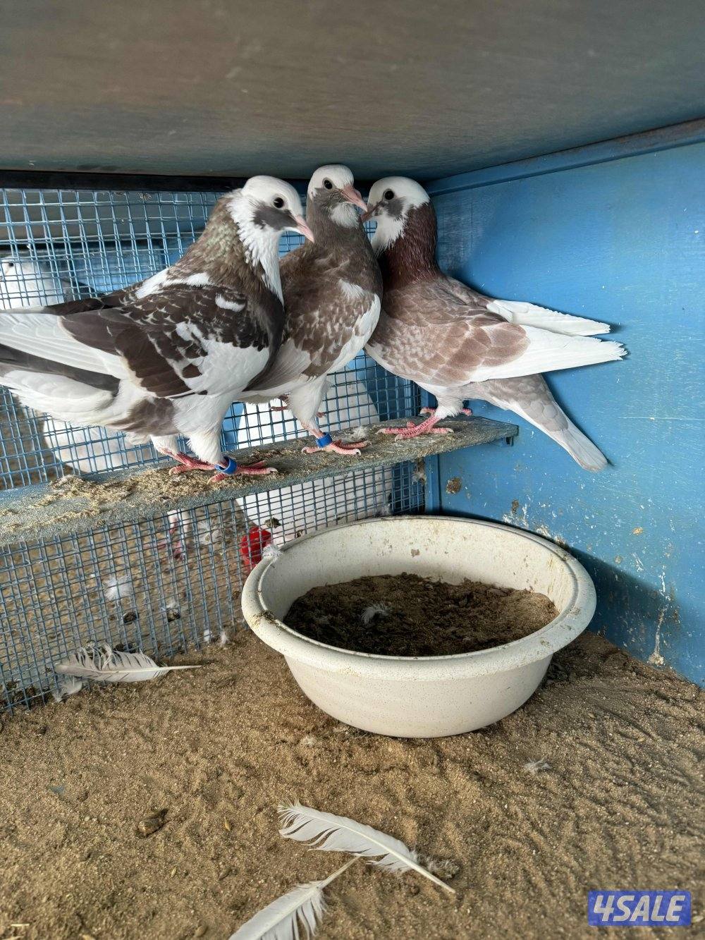 لاحم الوزان2