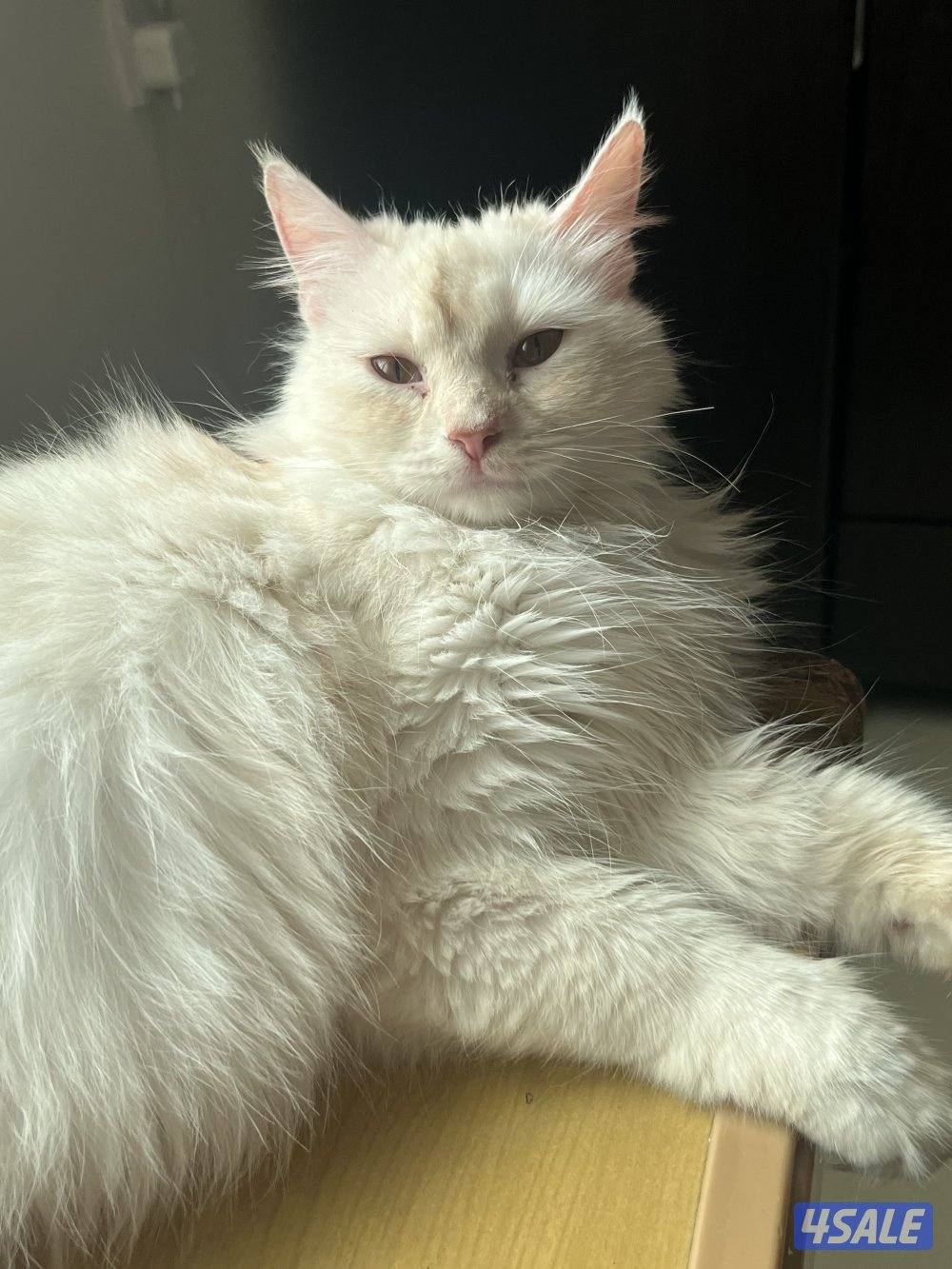 قطة شيرازية ثنية للبيع3