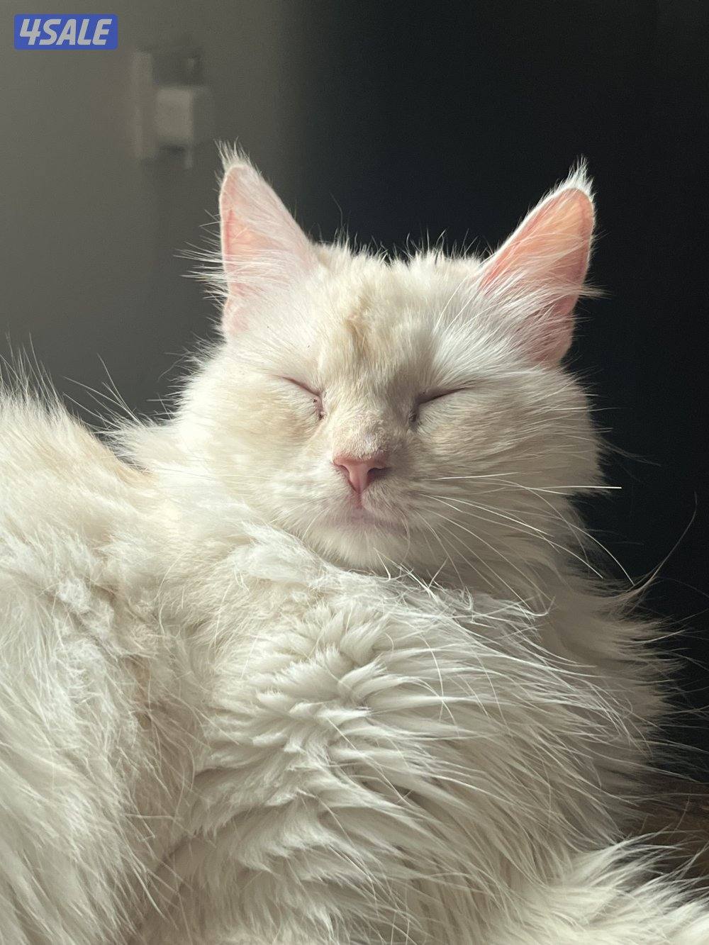 قطة شيرازية ثنية للبيع4