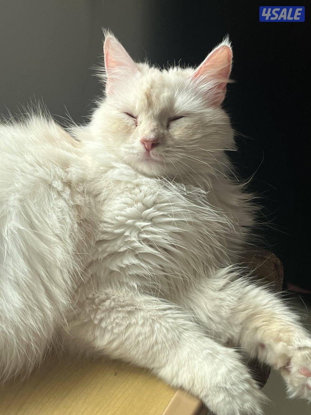 قطة شيرازية ثنية للبيع5