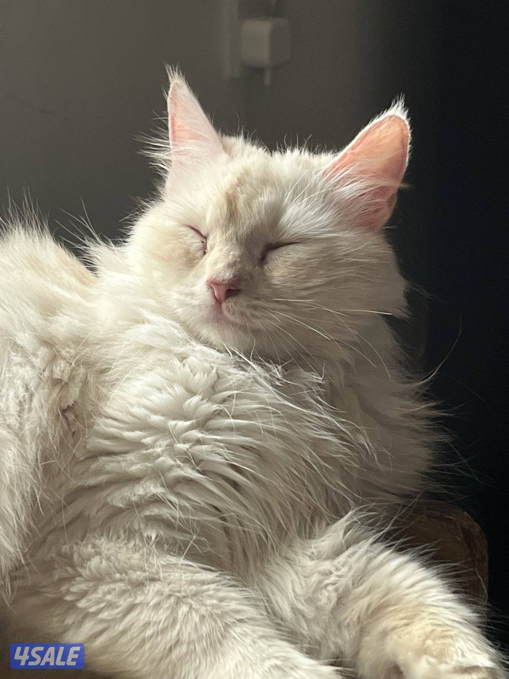 قطة شيرازية ثنية للبيع6