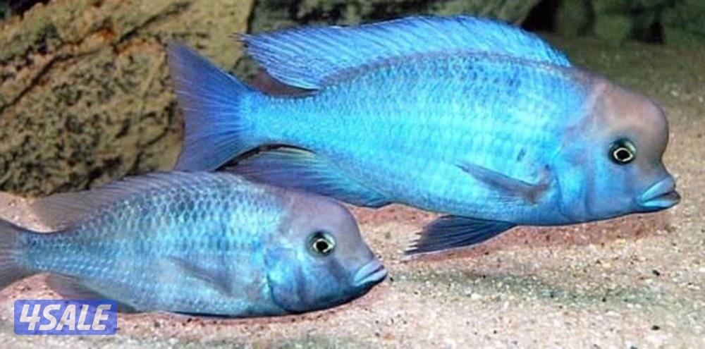 للبيع اسماك زينه انتاج الكويت  🇰🇼0