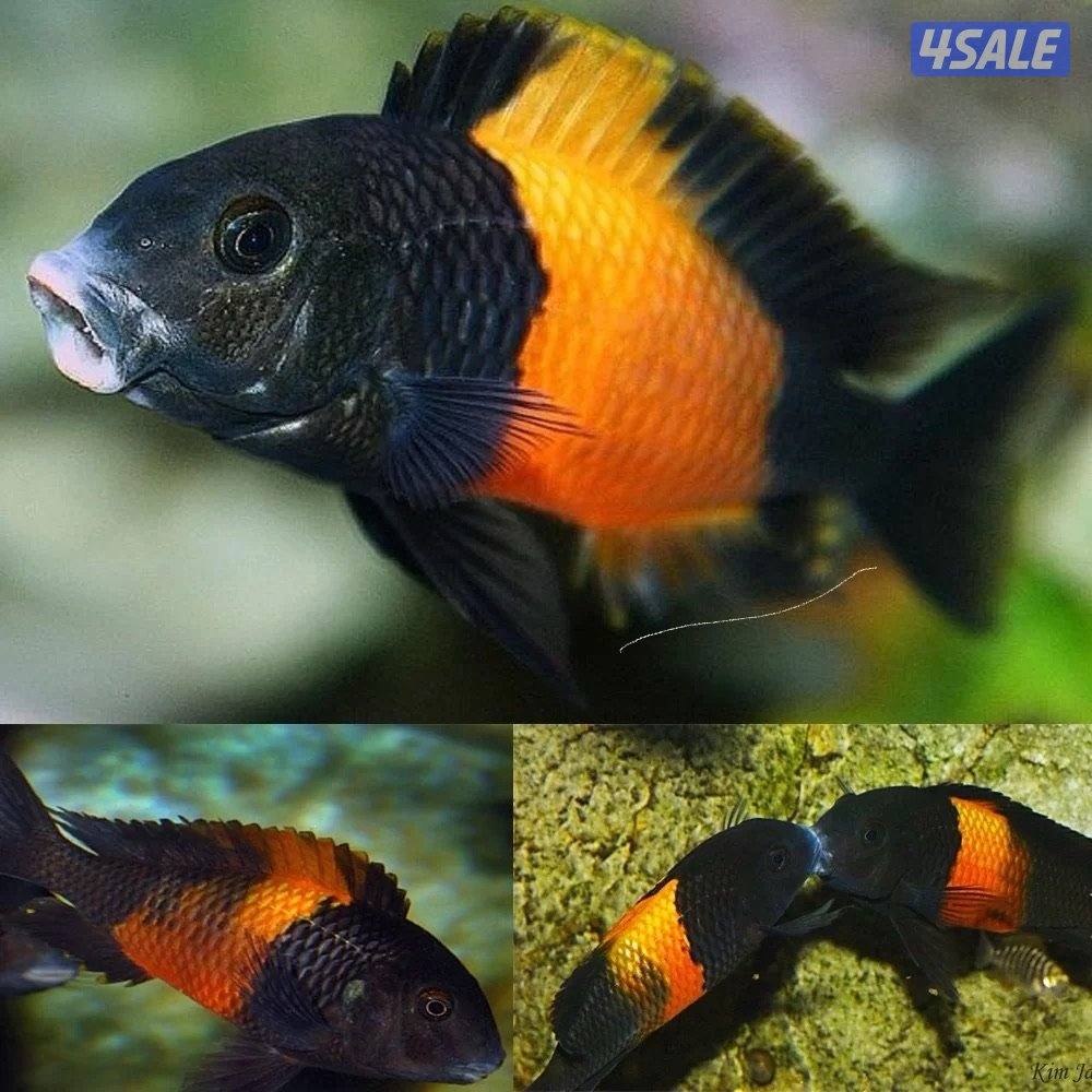 للبيع اسماك زينه انتاج الكويت  🇰🇼1