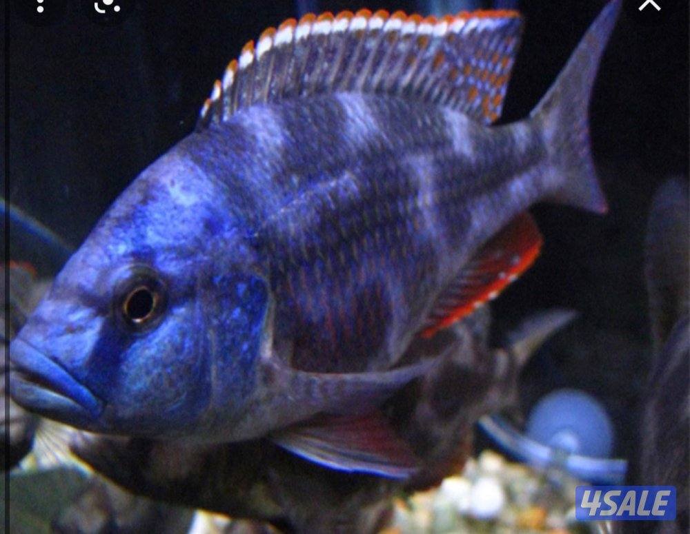 للبيع اسماك زينه انتاج الكويت  🇰🇼3