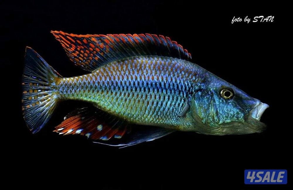 للبيع اسماك زينه انتاج الكويت  🇰🇼2