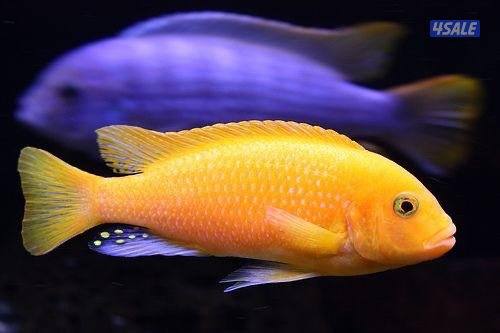 للبيع اسماك زينه انتاج الكويت  🇰🇼5