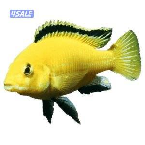 للبيع اسماك زينه انتاج الكويت  🇰🇼6