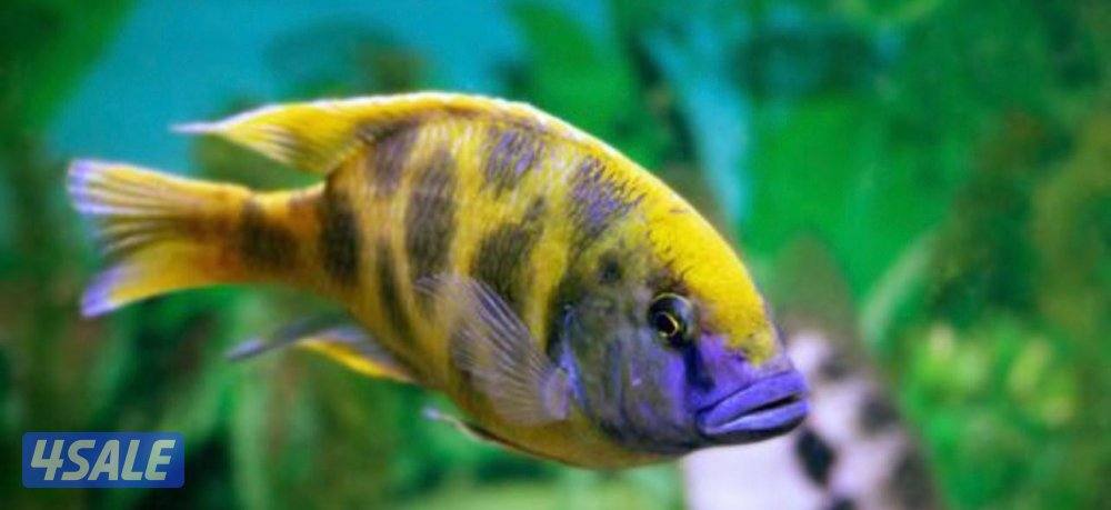 للبيع اسماك زينه انتاج الكويت  🇰🇼7