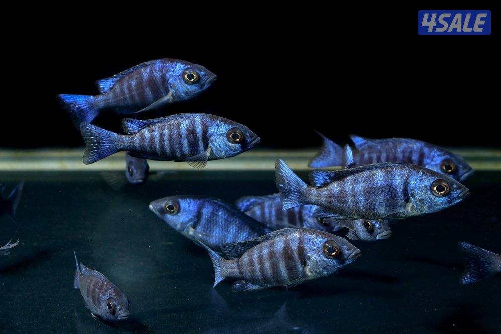 للبيع اسماك زينه انتاج الكويت  🇰🇼9