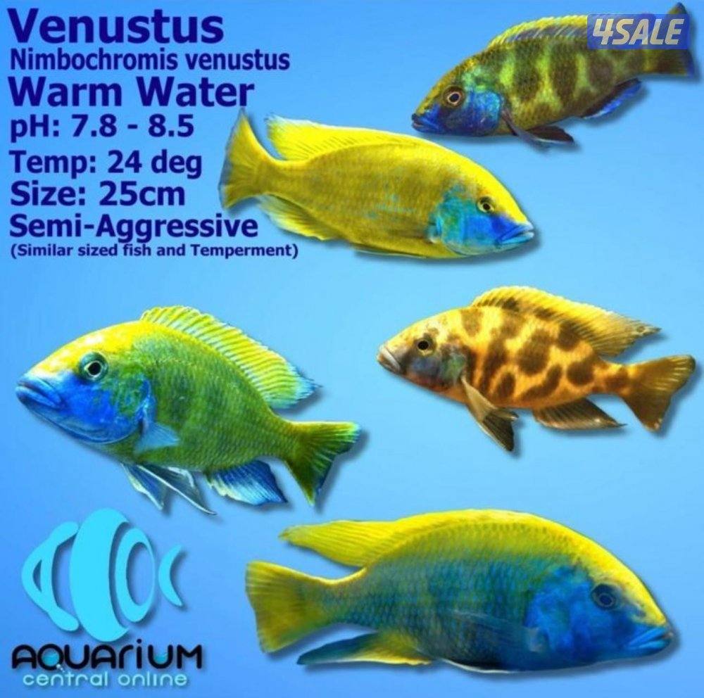 للبيع اسماك زينه انتاج الكويت  🇰🇼8