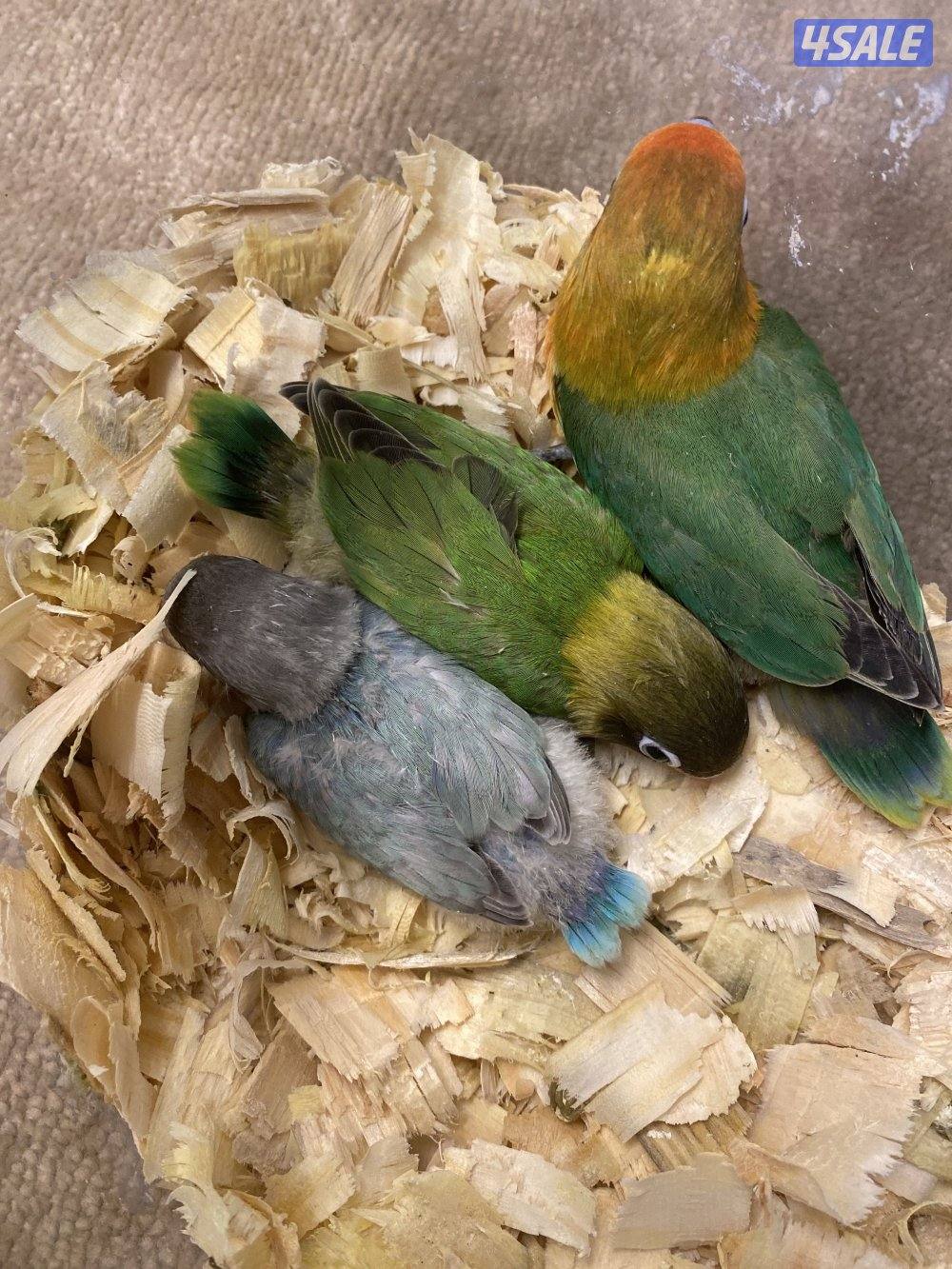 جابر العلي1