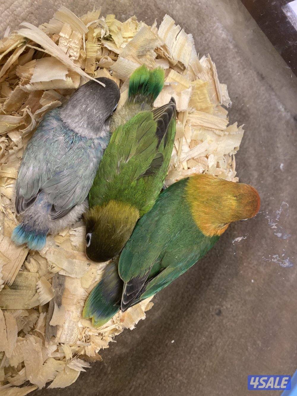 جابر العلي2