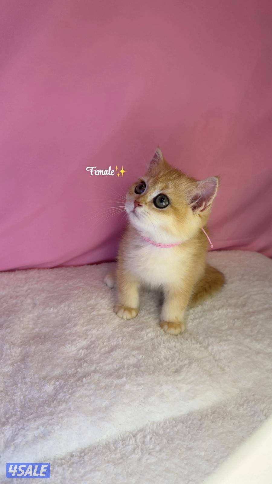 للبيع كيتن نثية بريتش قولد NY120