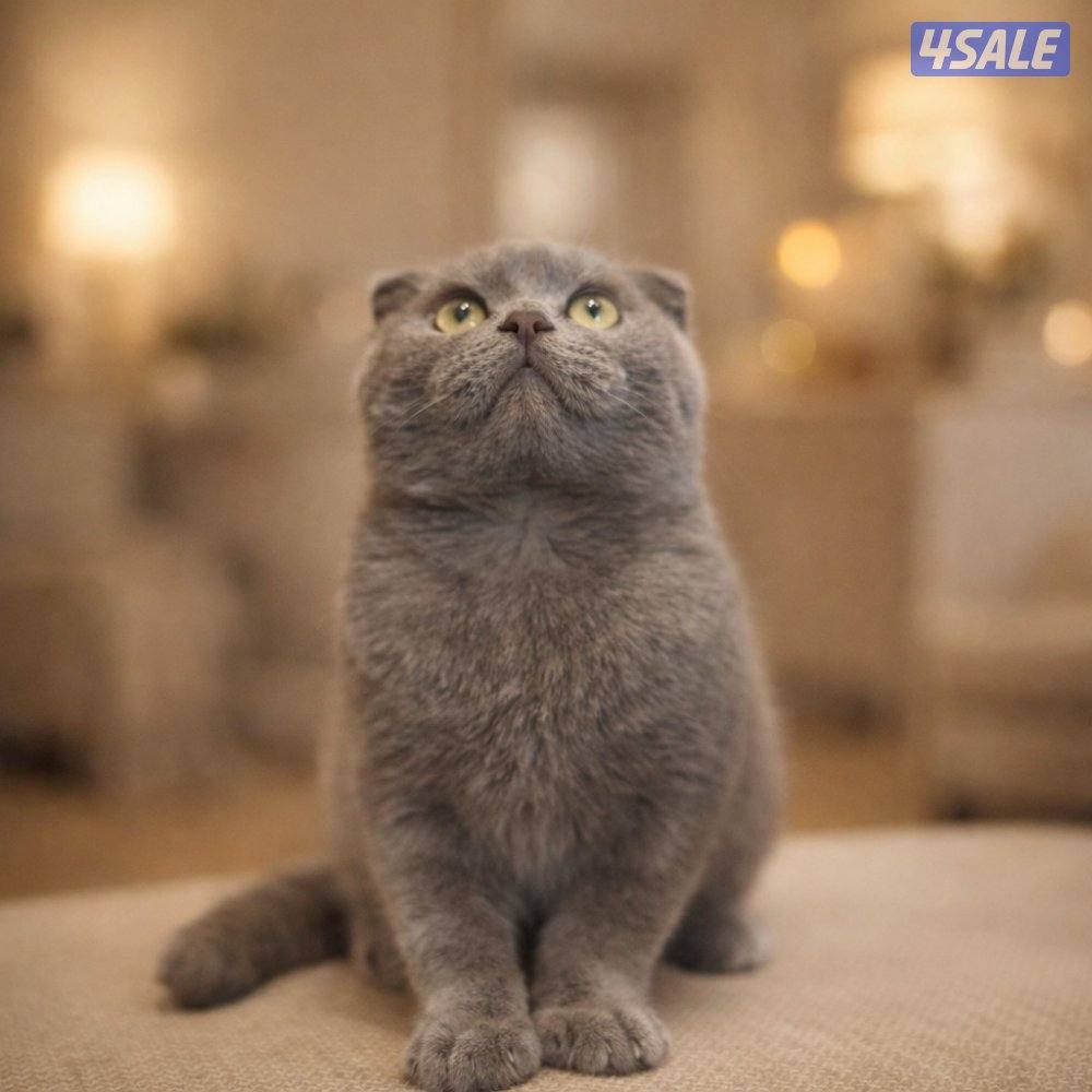 قطه سكوتش دبل فولد0