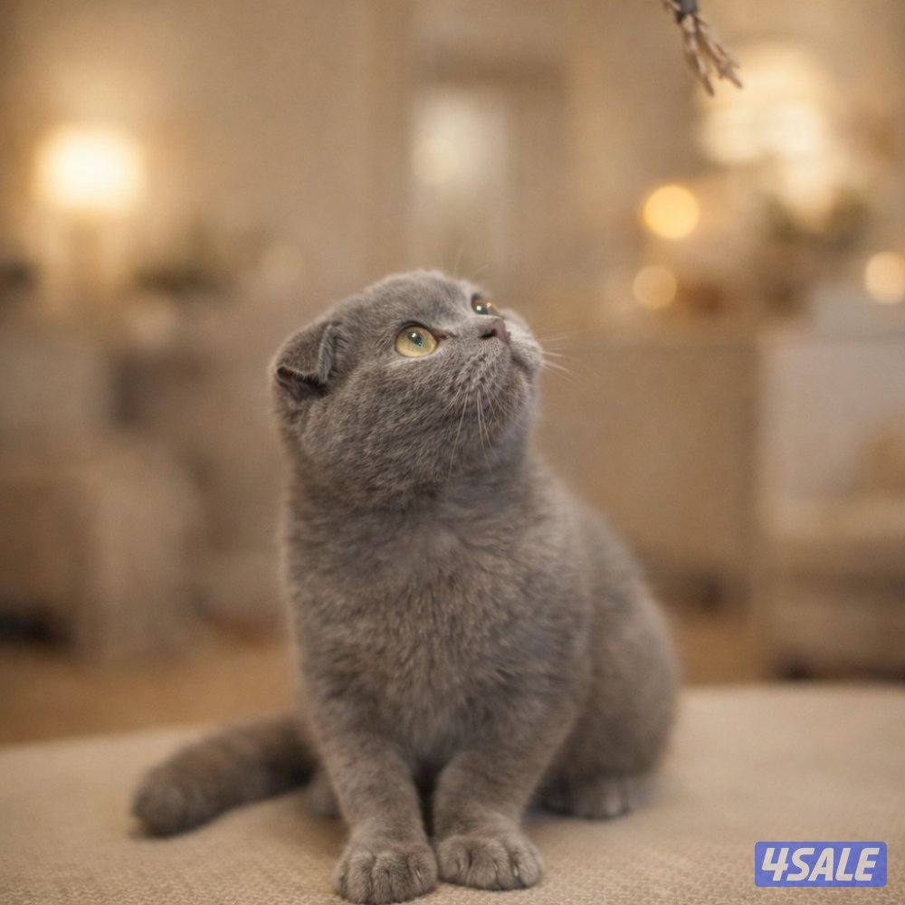 قطه سكوتش دبل فولد2