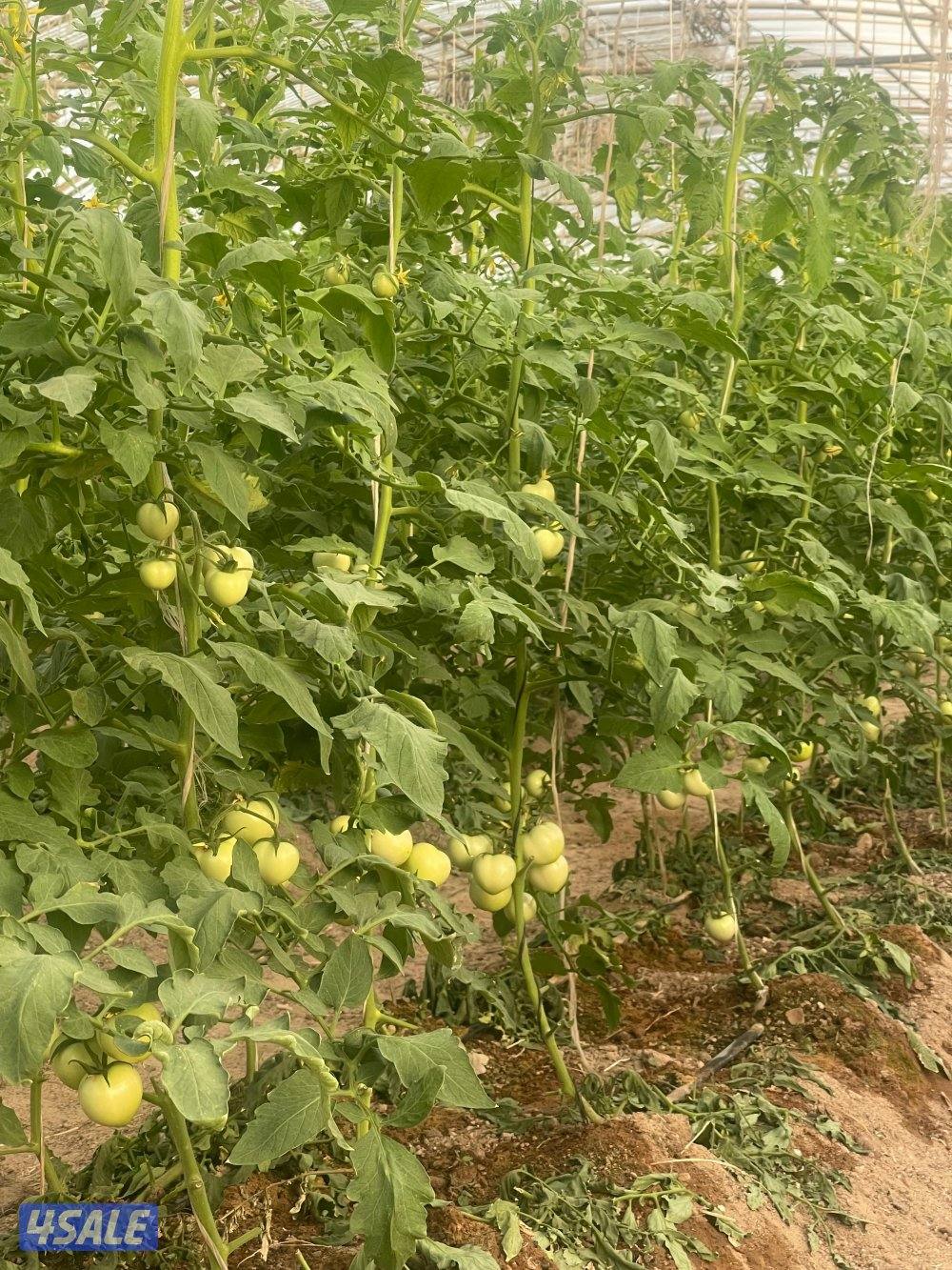 مهندس زراعي لإنتاج وصيانة نباتات الزينة والخضروات والفاكهة0