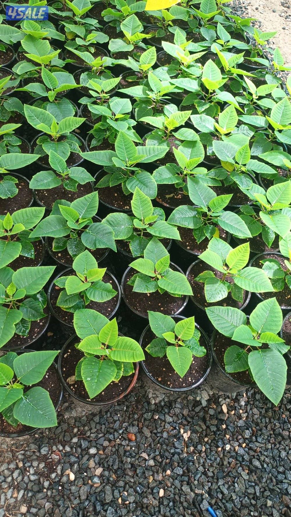 مهندس زراعي لإنتاج وصيانة نباتات الزينة والخضروات والفاكهة1