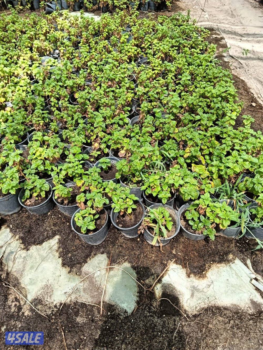 مهندس زراعي لإنتاج وصيانة نباتات الزينة والخضروات والفاكهة2