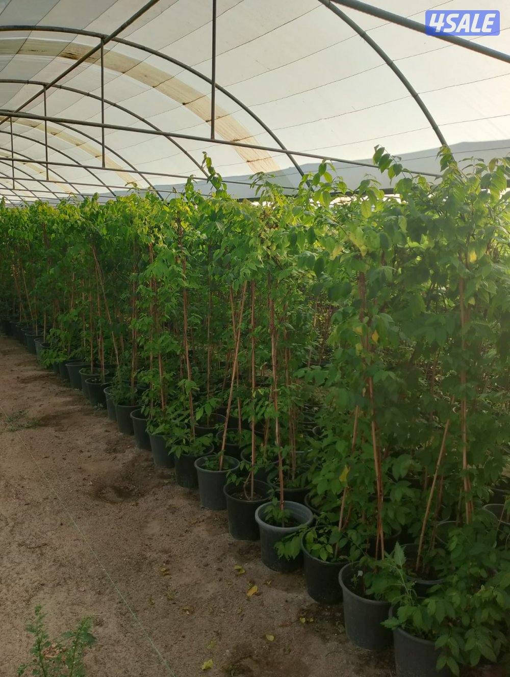 مهندس زراعي لإنتاج وصيانة نباتات الزينة والخضروات والفاكهة3