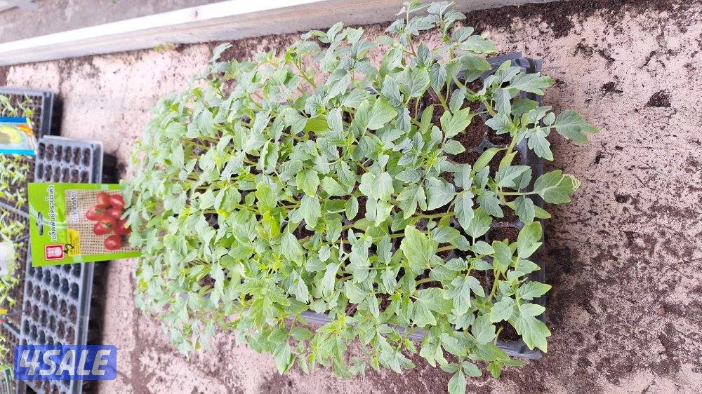 مهندس زراعي لإنتاج وصيانة نباتات الزينة والخضروات والفاكهة5