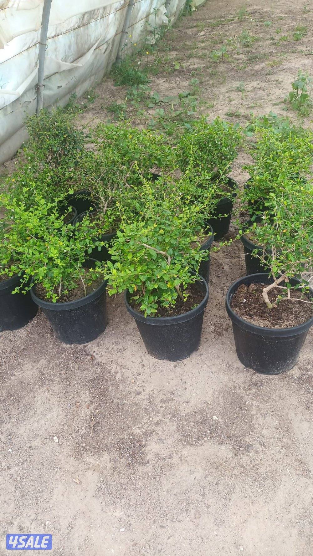 مهندس زراعي لإنتاج وصيانة نباتات الزينة والخضروات والفاكهة4