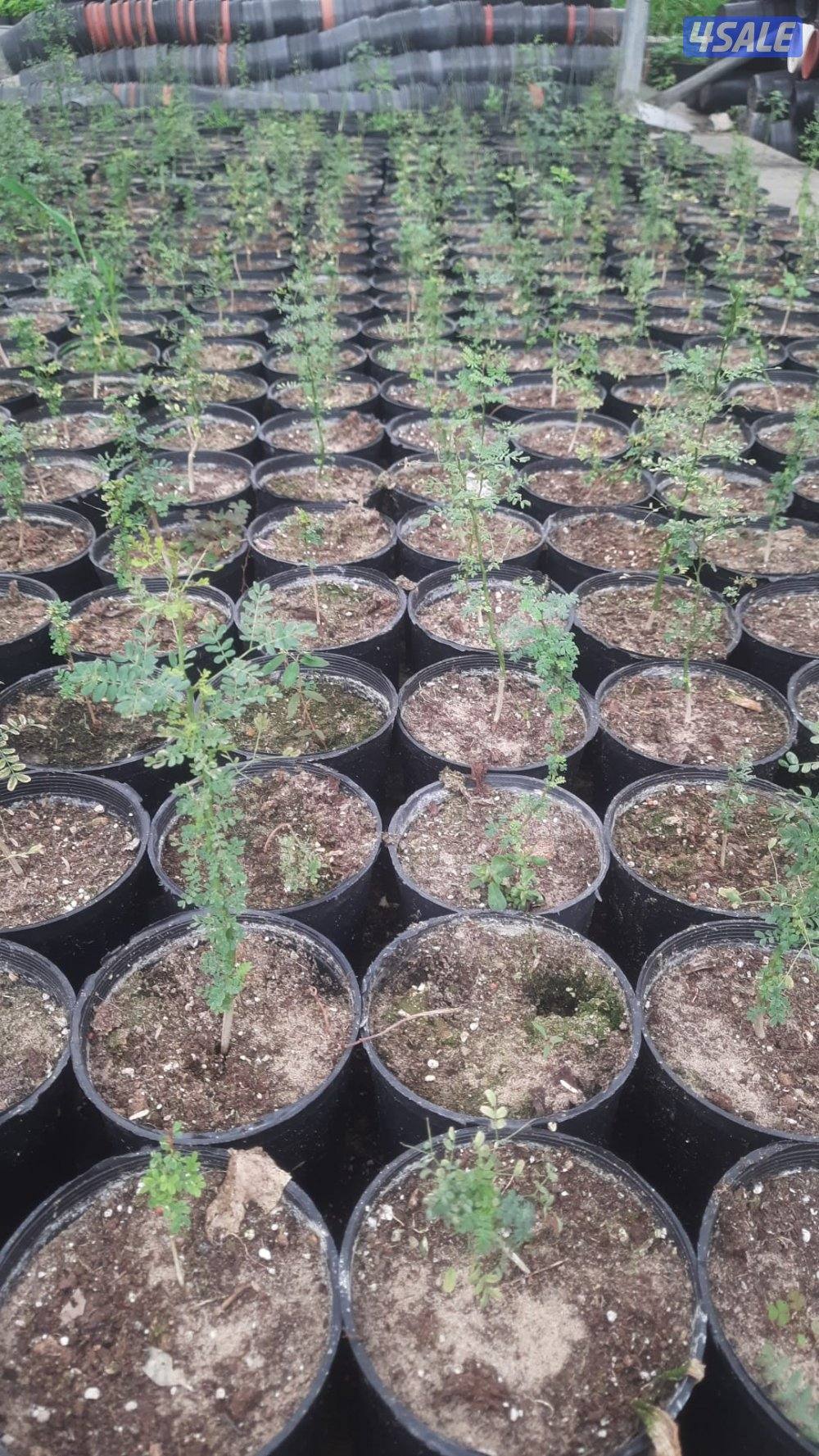 مهندس زراعي لإنتاج وصيانة نباتات الزينة والخضروات والفاكهة6