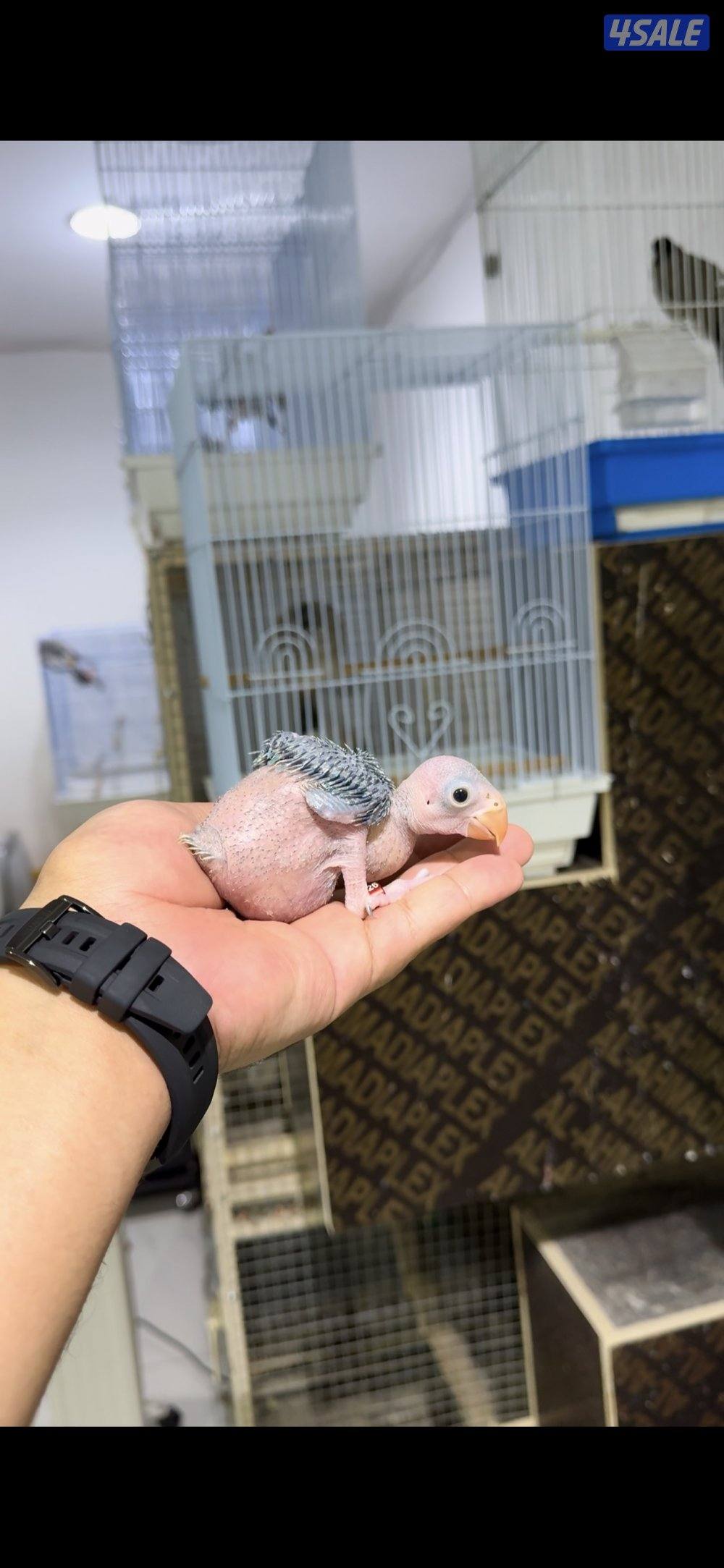 🐣طيور ناطقة🐣6