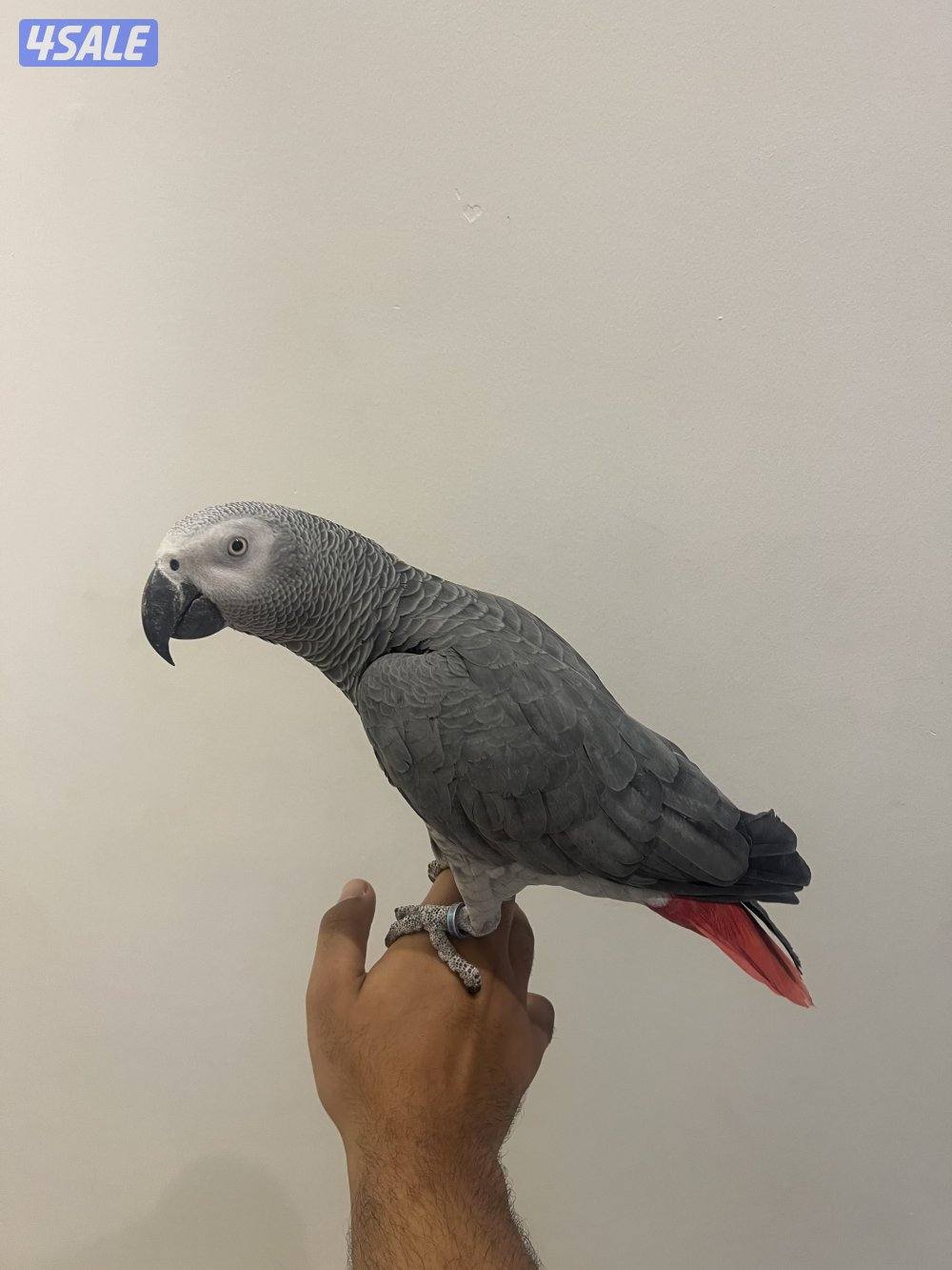 كاسكو متكل بطلاقه وذكي جدا واليف0