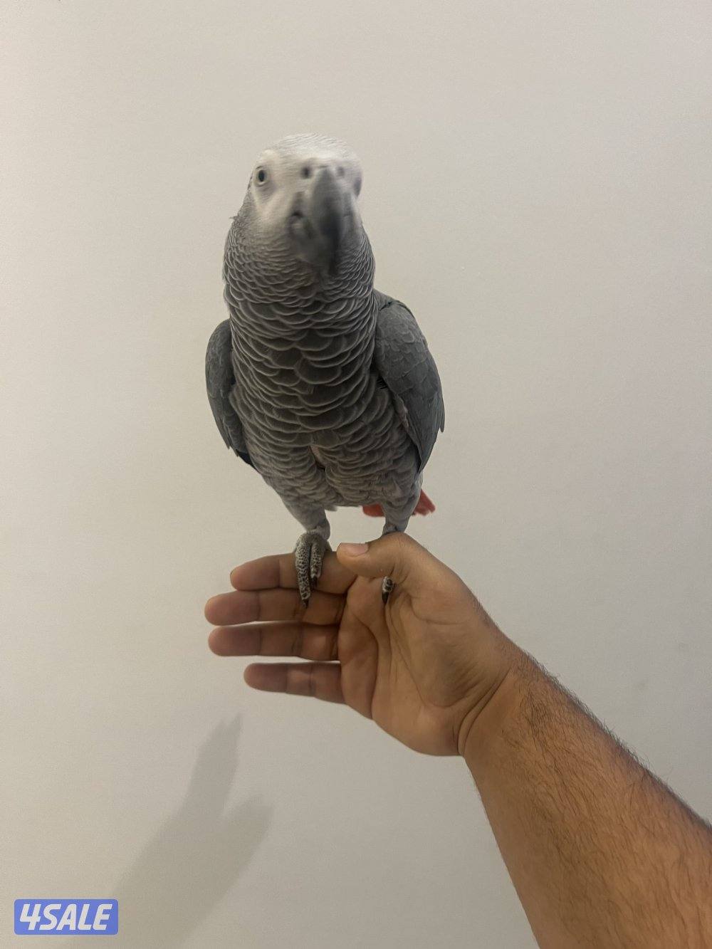 كاسكو متكل بطلاقه وذكي جدا واليف1