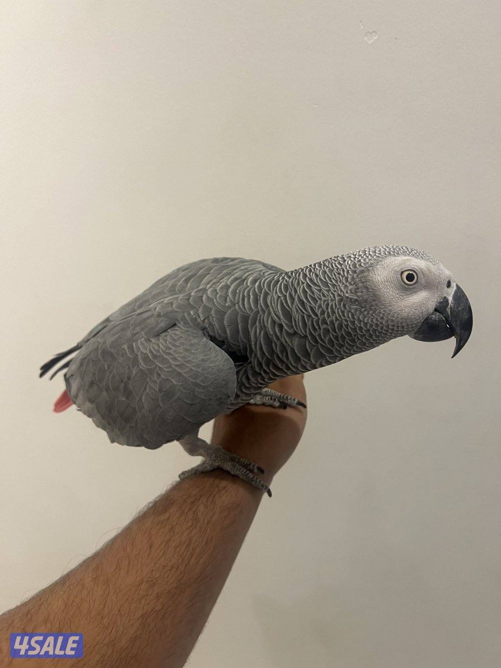 كاسكو متكل بطلاقه وذكي جدا واليف2