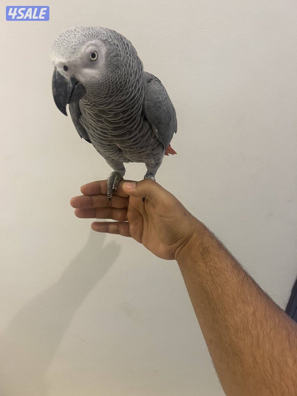 كاسكو متكل بطلاقه وذكي جدا واليف3