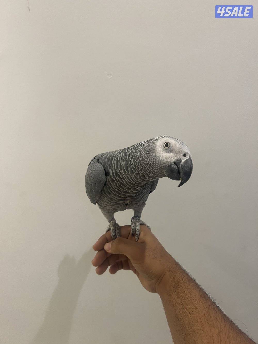 كاسكو متكل بطلاقه وذكي جدا واليف4