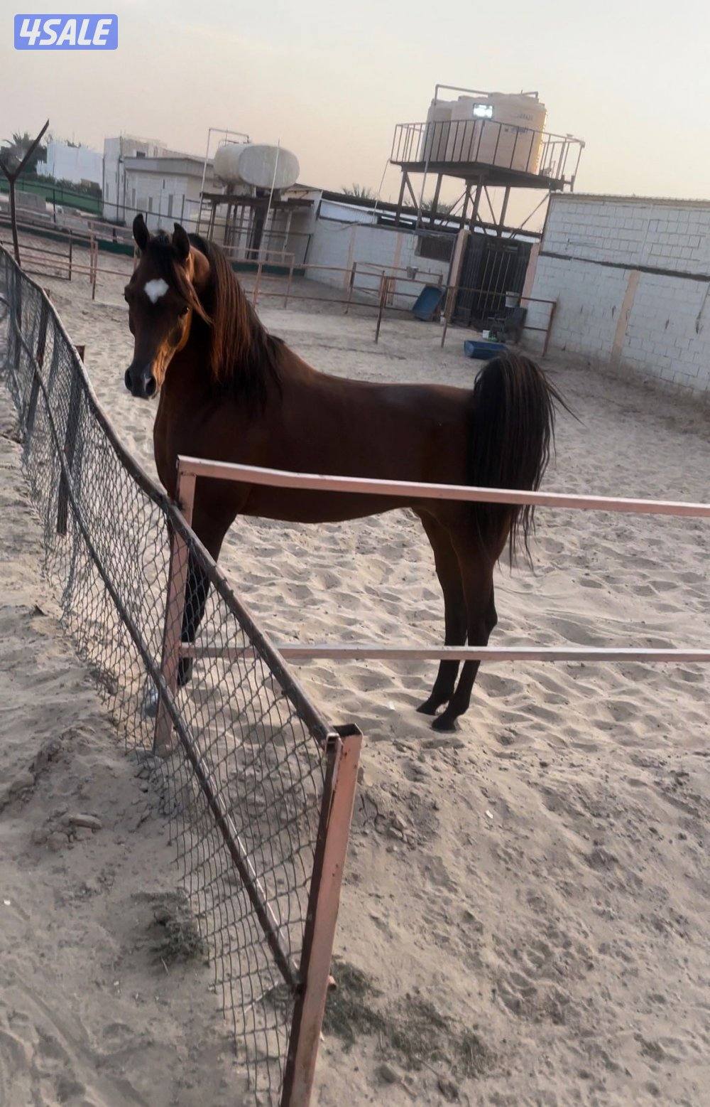 ولد ماجك ون ارتفاع ١٦١1