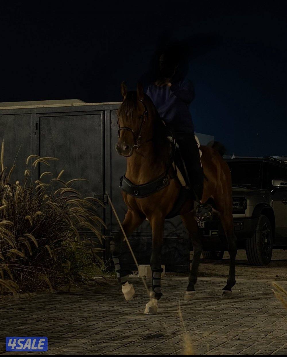 ولد ماجك ون ارتفاع ١٦١0