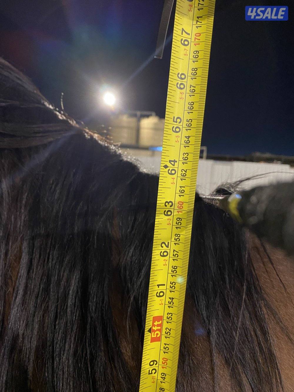 ولد ماجك ون ارتفاع ١٦١3