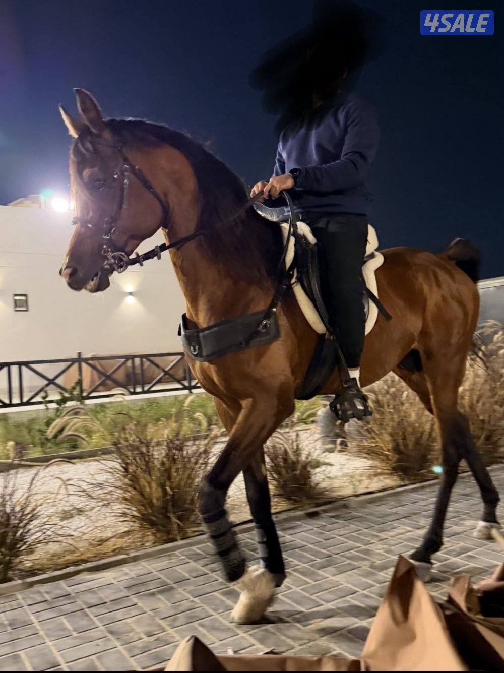 ولد ماجك ون ارتفاع ١٦١4