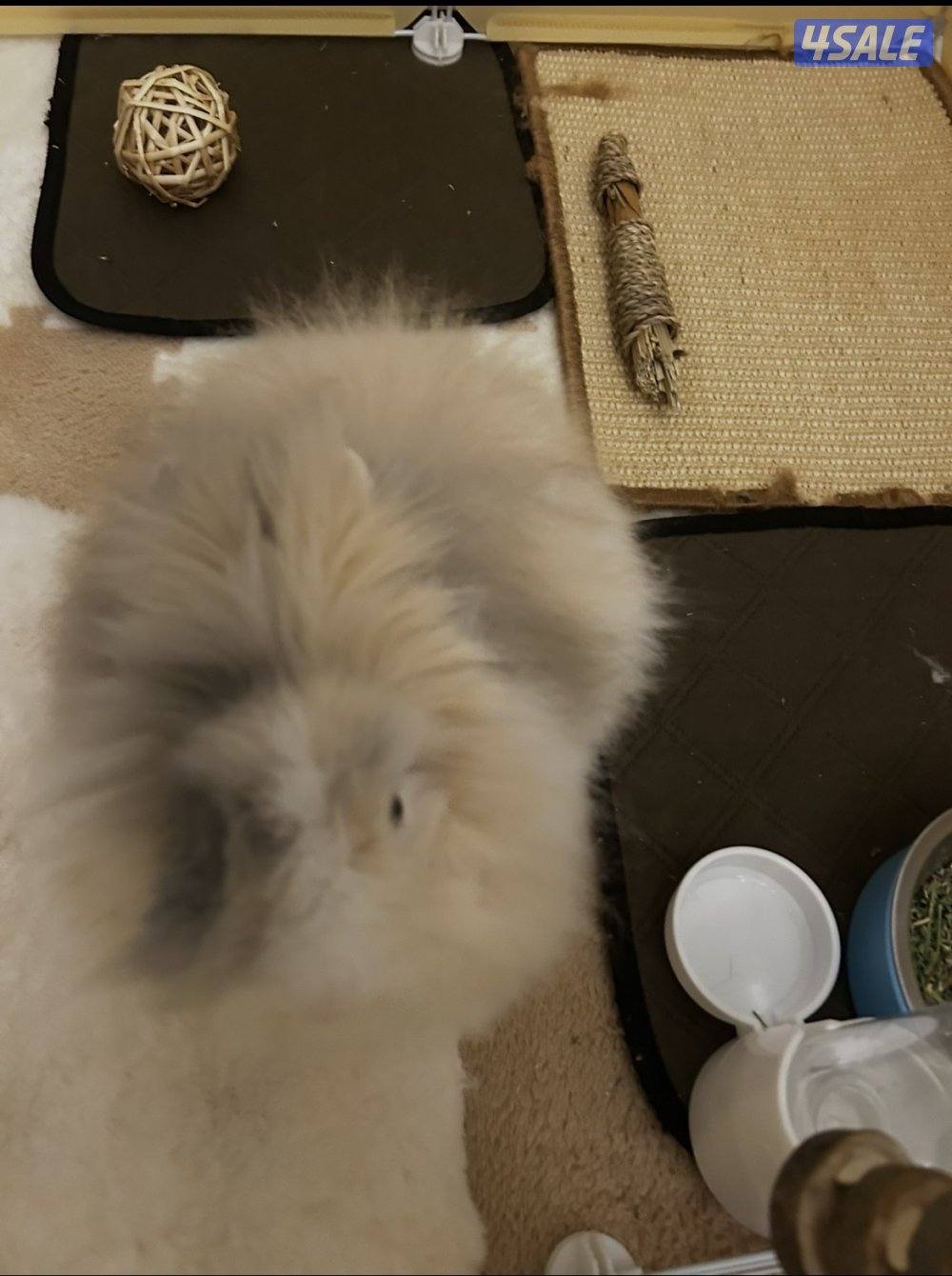 ارنب تيدي بير ذكر عمره ثلاث اشهر صحته ممتازه سعره مع اغراضه واكله1