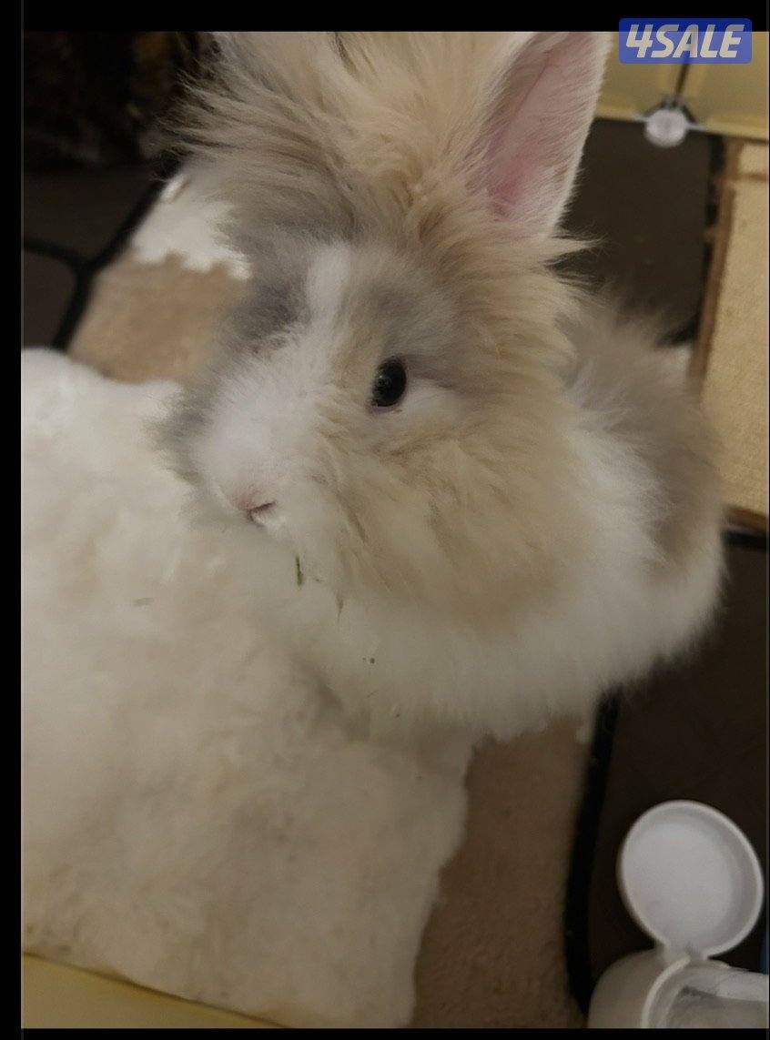 ارنب تيدي بير ذكر عمره ثلاث اشهر صحته ممتازه سعره مع اغراضه واكله0