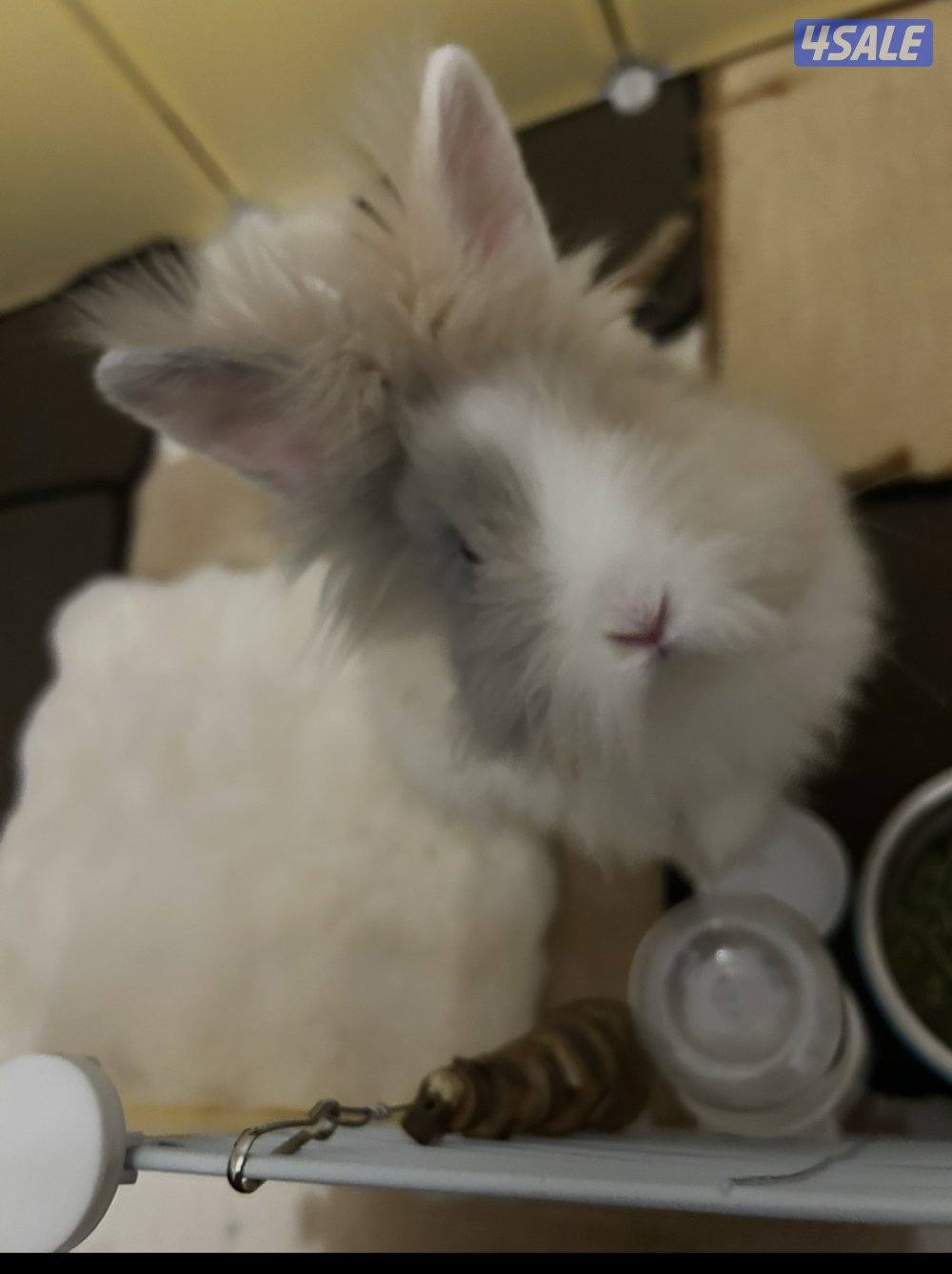 ارنب تيدي بير ذكر عمره ثلاث اشهر صحته ممتازه سعره مع اغراضه واكله2