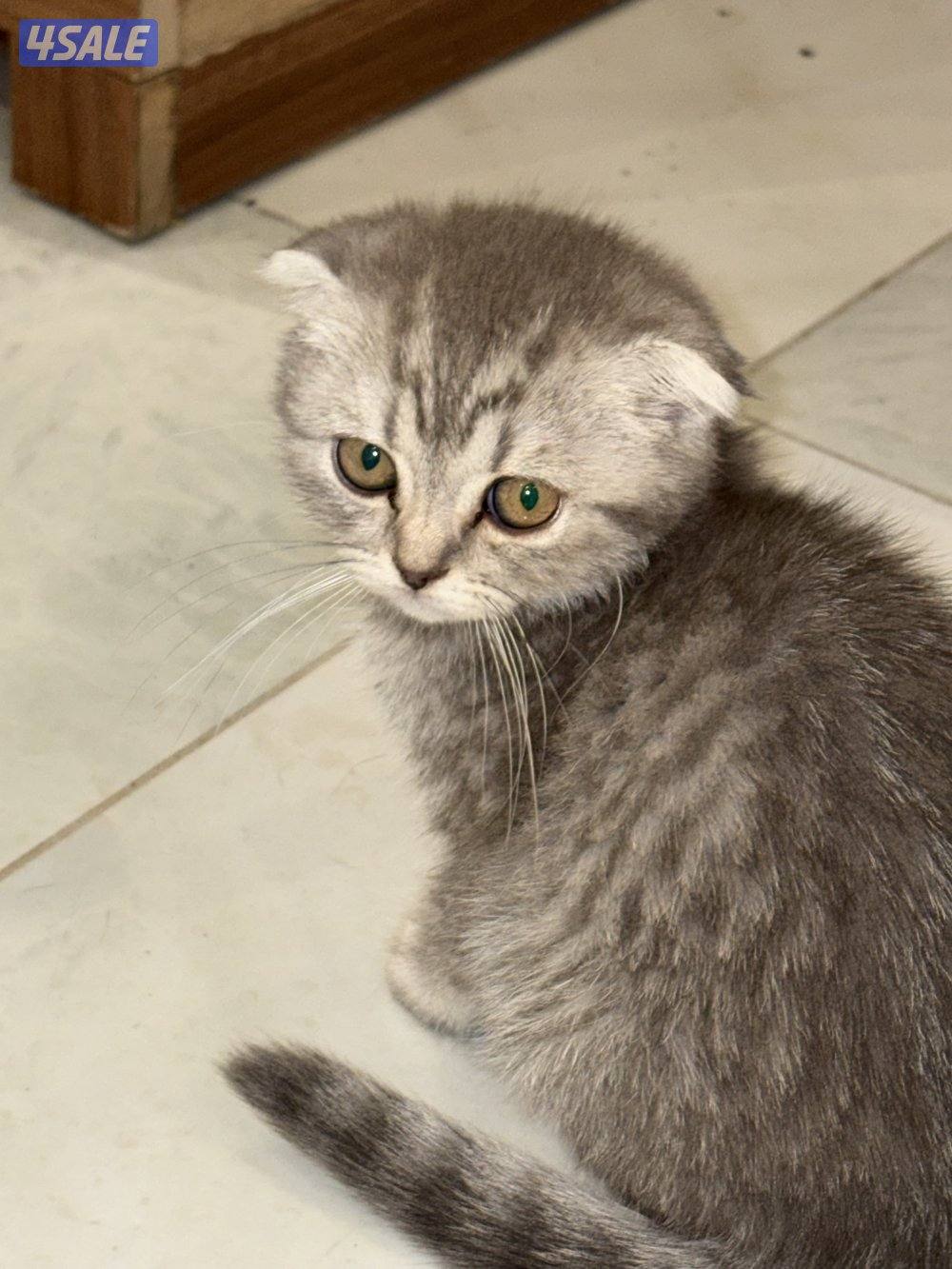 ثلاث كتنز سكوتش فولد بيووور للبيع0