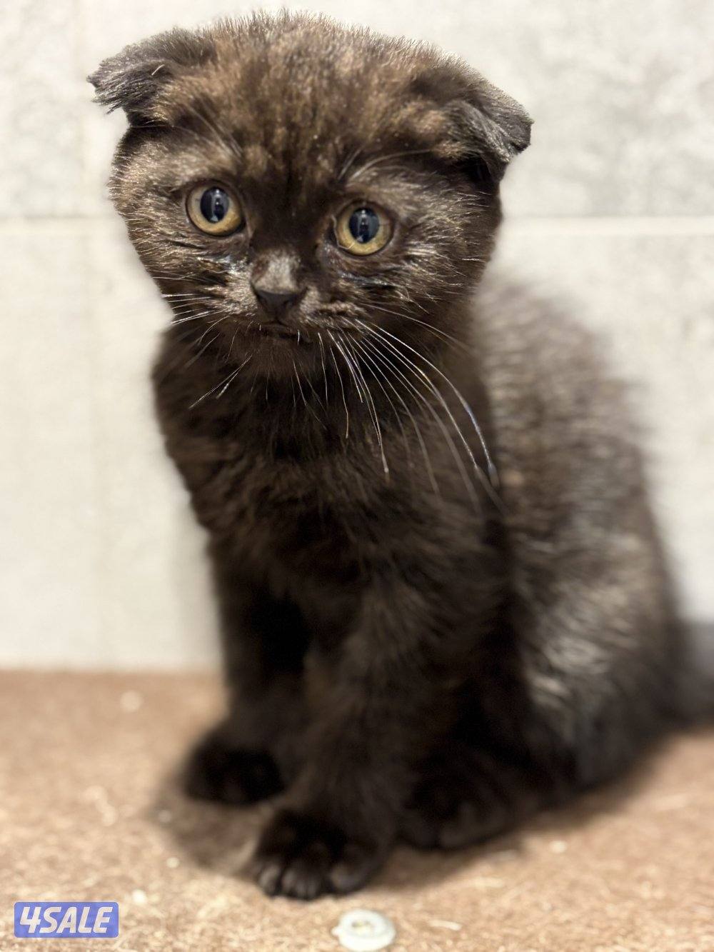 ثلاث كتنز سكوتش فولد بيووور للبيع1