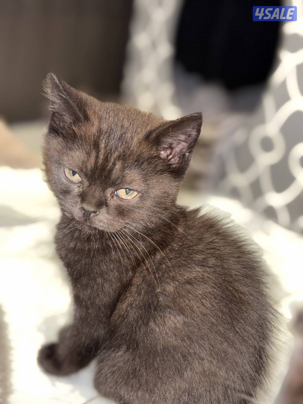 ثلاث كتنز سكوتش فولد بيووور للبيع2