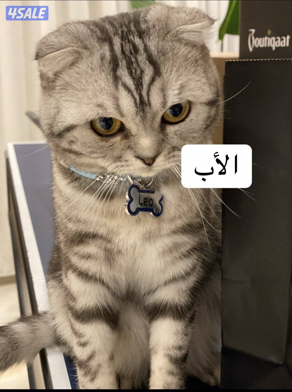 ثلاث كتنز سكوتش فولد بيووور للبيع3