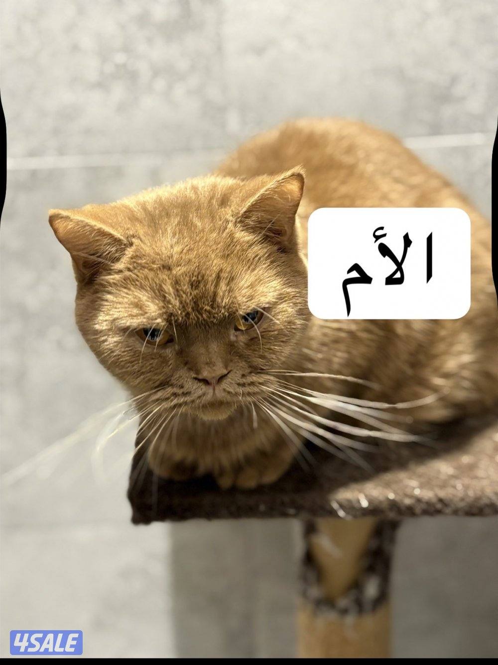 ثلاث كتنز سكوتش فولد بيووور للبيع4