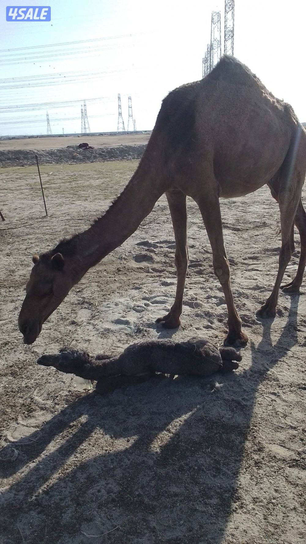 خلفات للبيع0