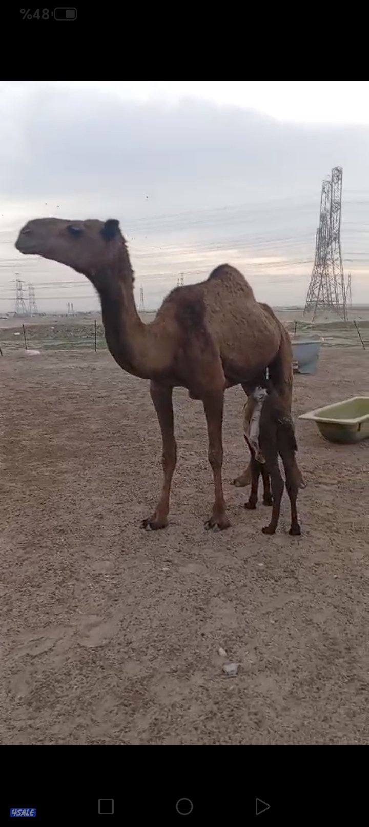 خلفات للبيع1