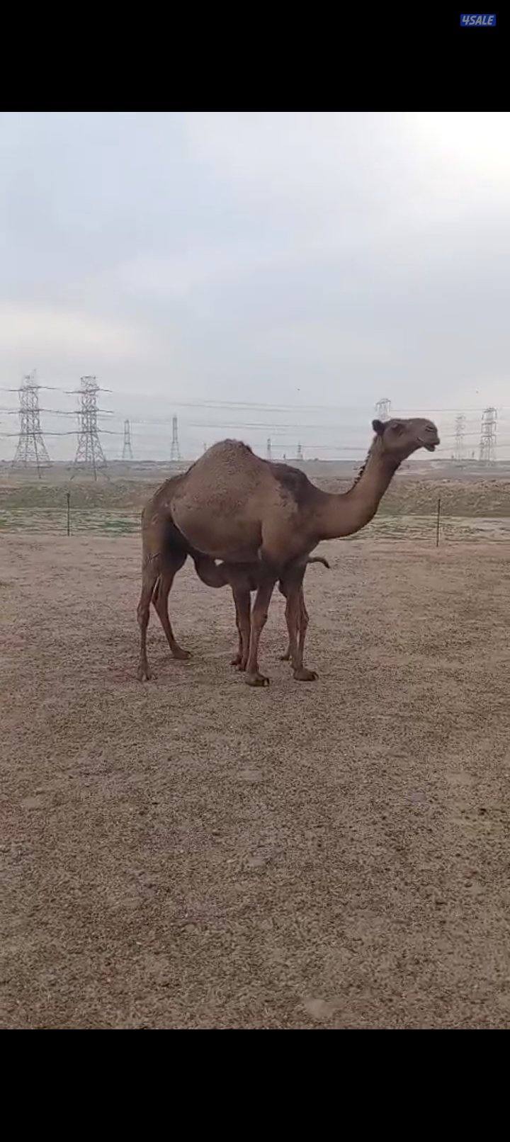 خلفات للبيع2