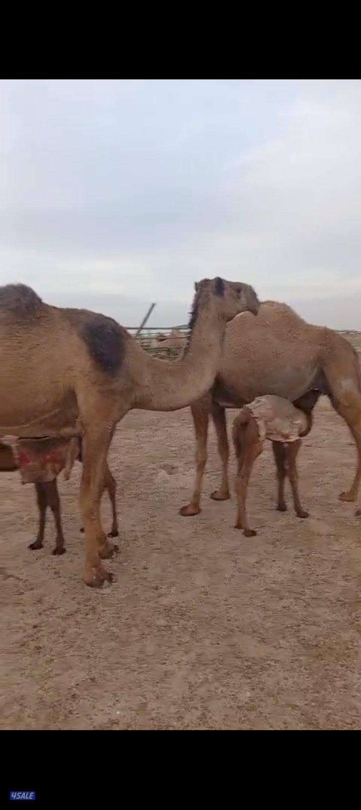 خلفات للبيع3