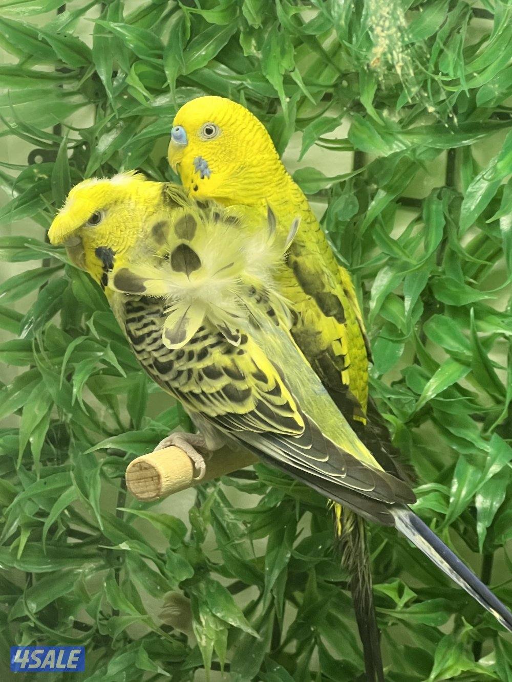 طيور متنوعه0